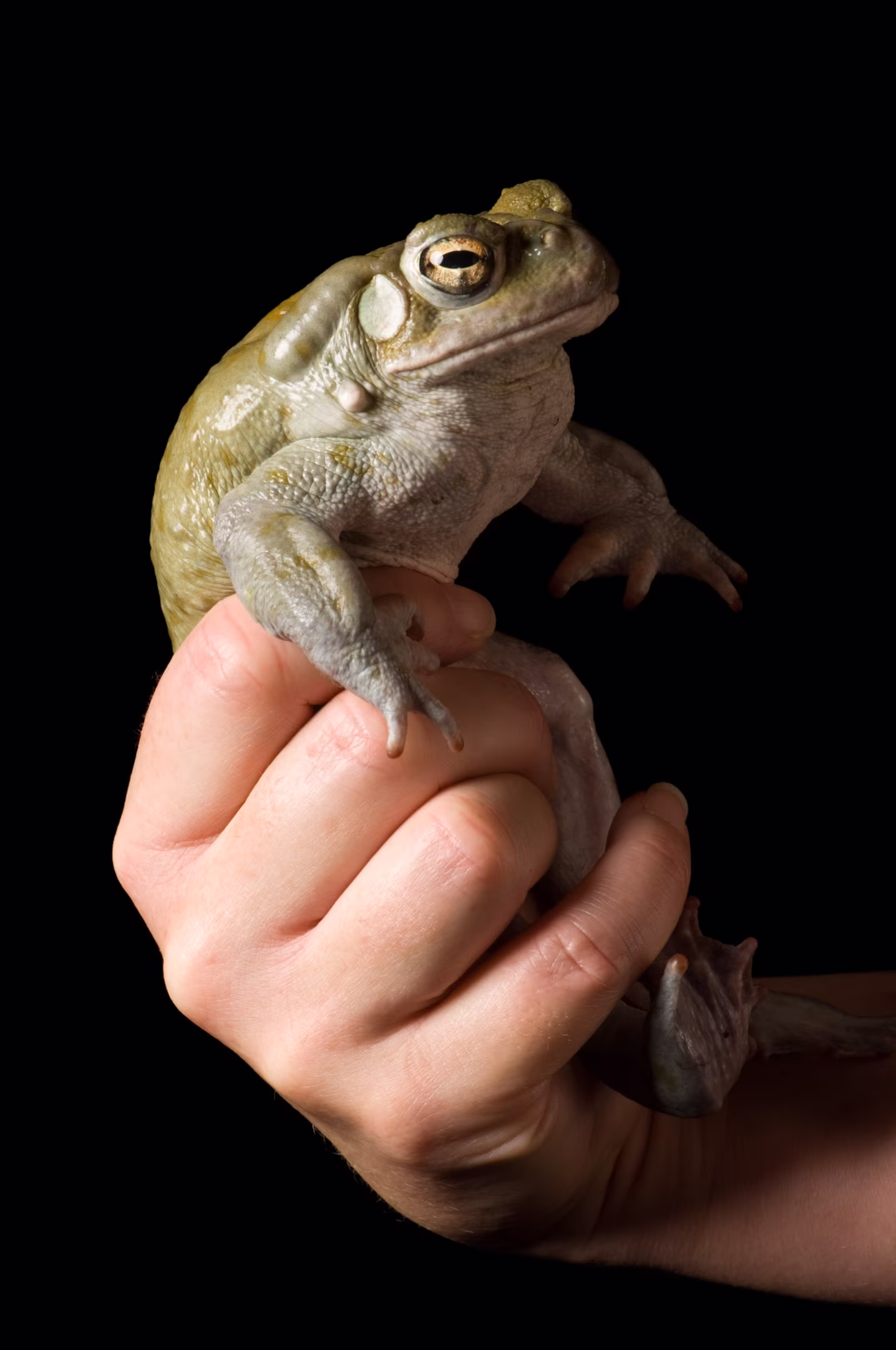 קרפדת מדבר סונורה, Incilius alvarius