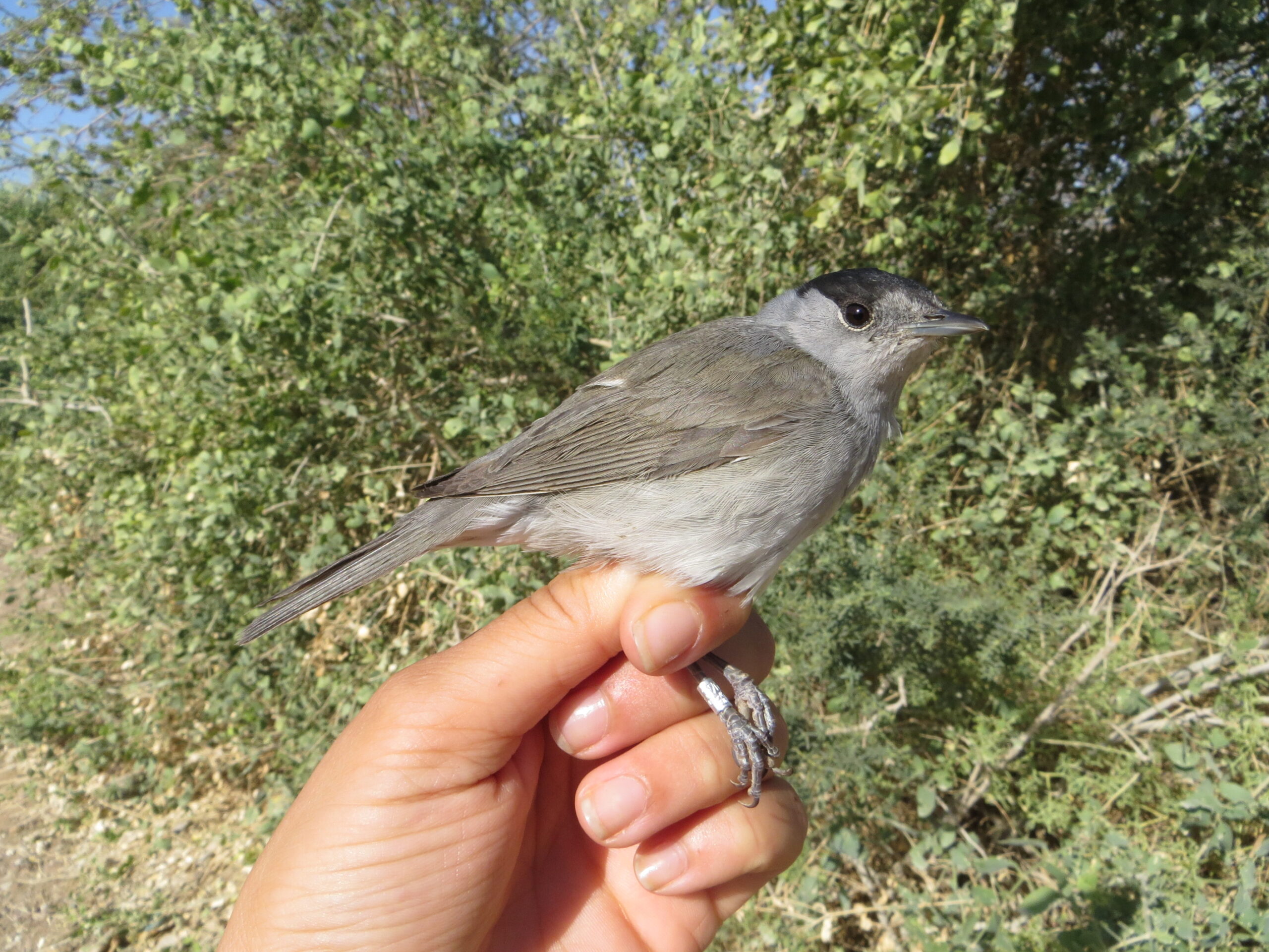 סבכי שחור כיפה. צילום: יעל לנרד