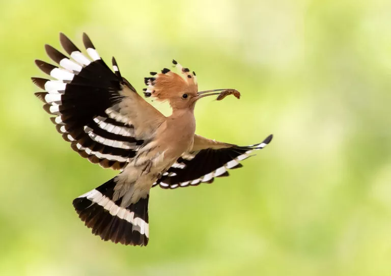 Hoopoe,,The,National,Bird,Of,Israel