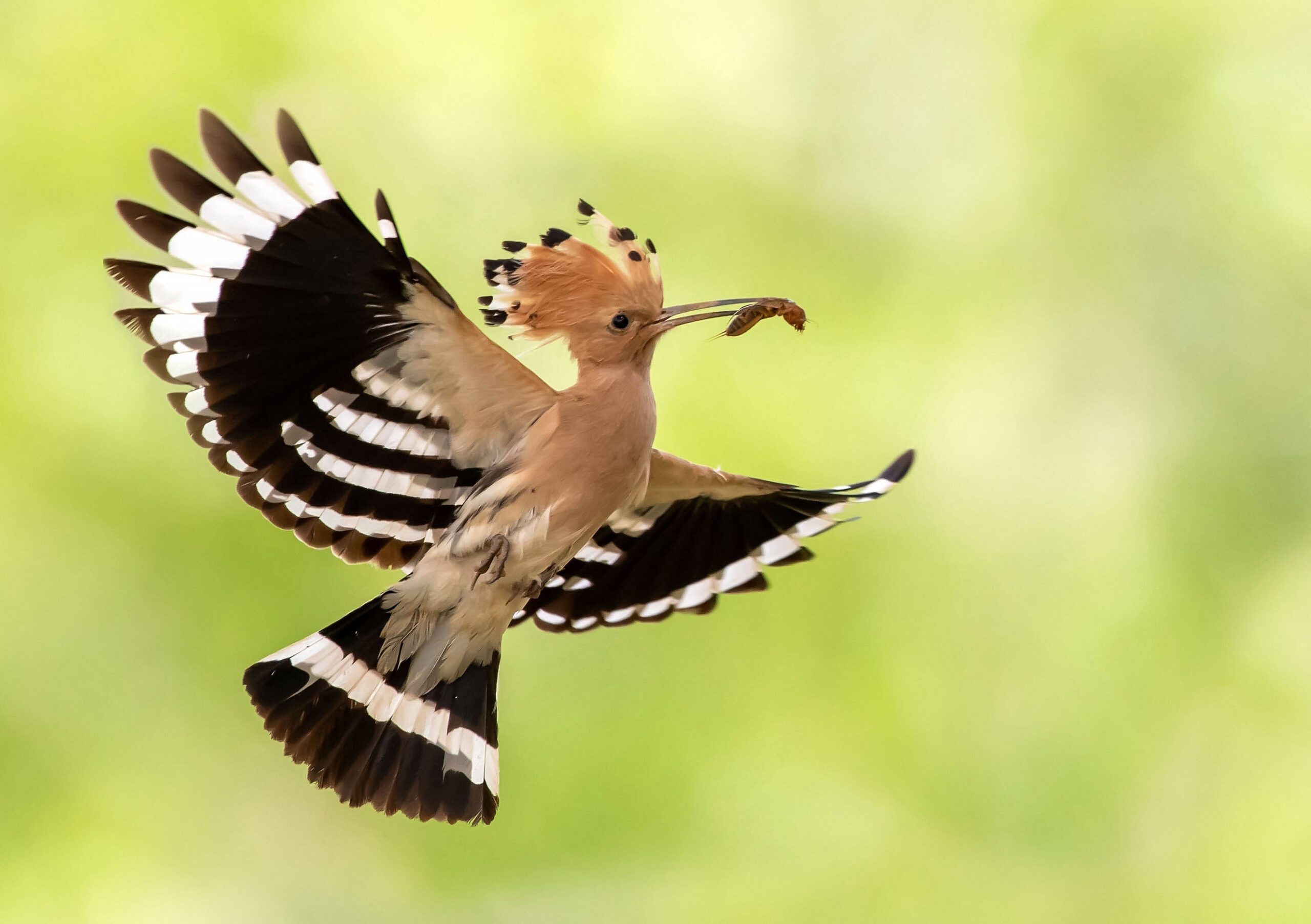 Hoopoe,,The,National,Bird,Of,Israel