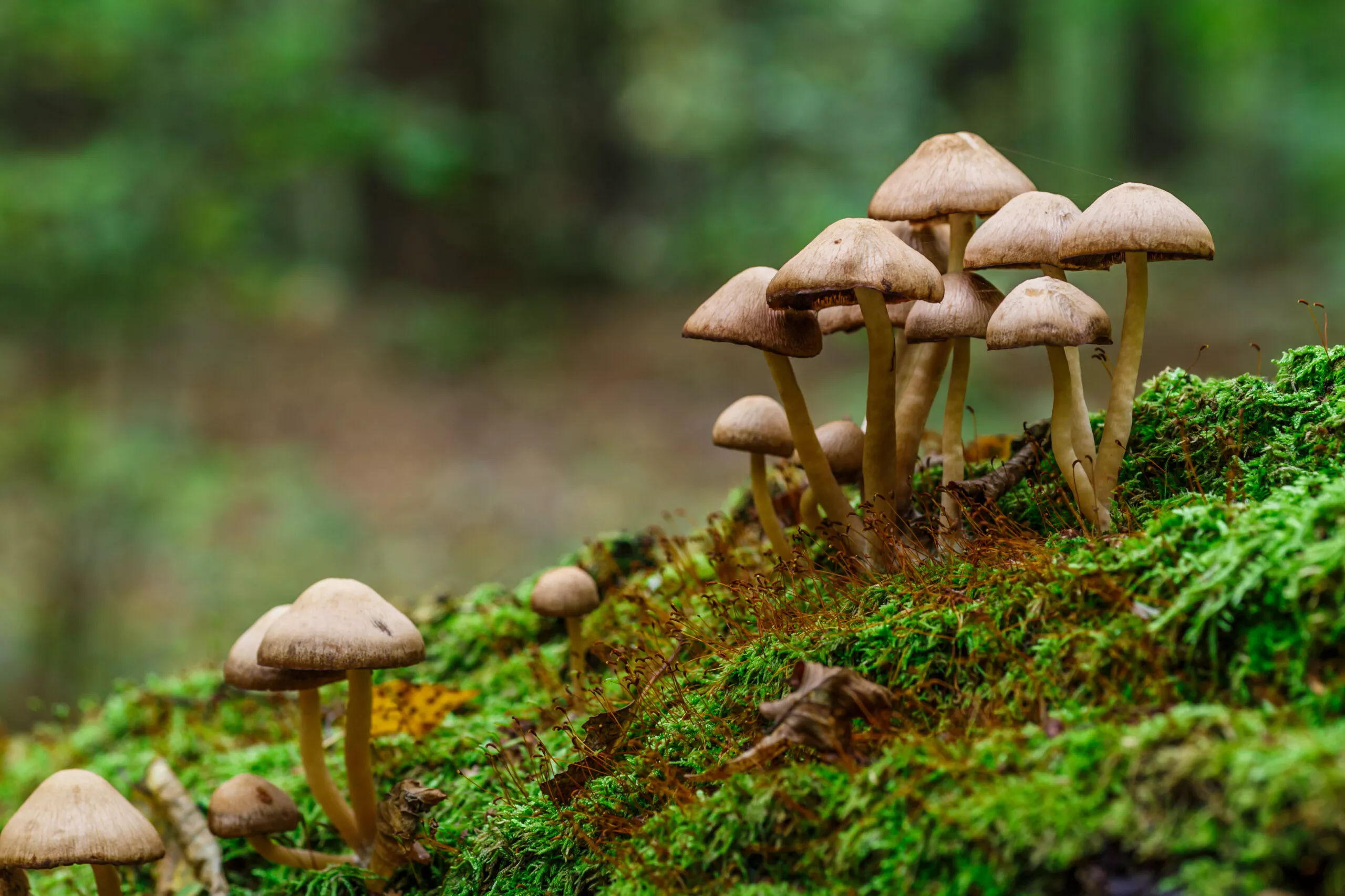 Mushrooms,False,Honey,Fungus,On,A,Stump,In,A,Beautiful