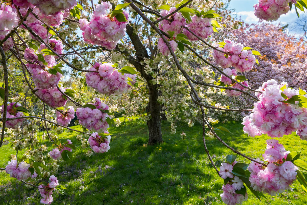 NationalGeographic_2343394