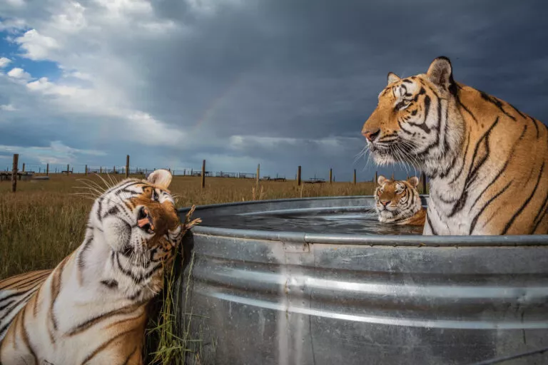 bathing-tigers