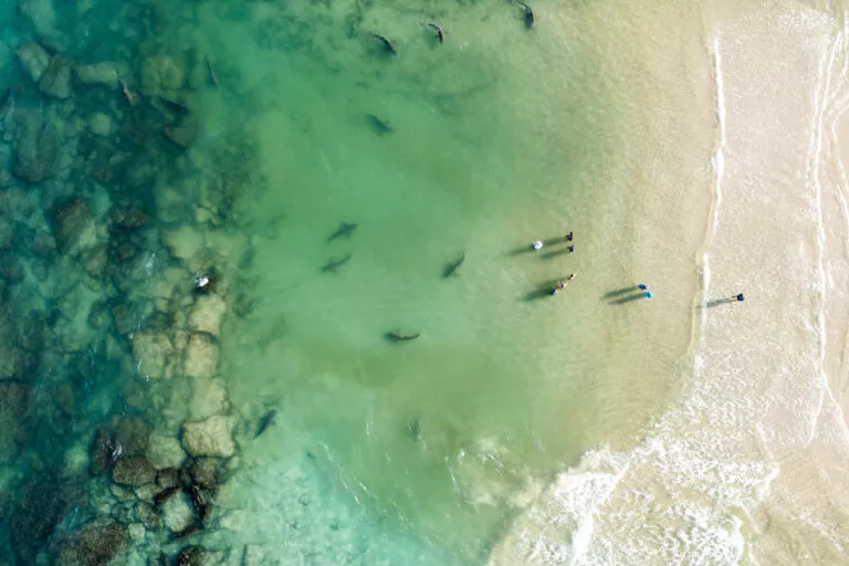 Drone,View,Of,Sharks,Near,The,Shore,Due,To,The
