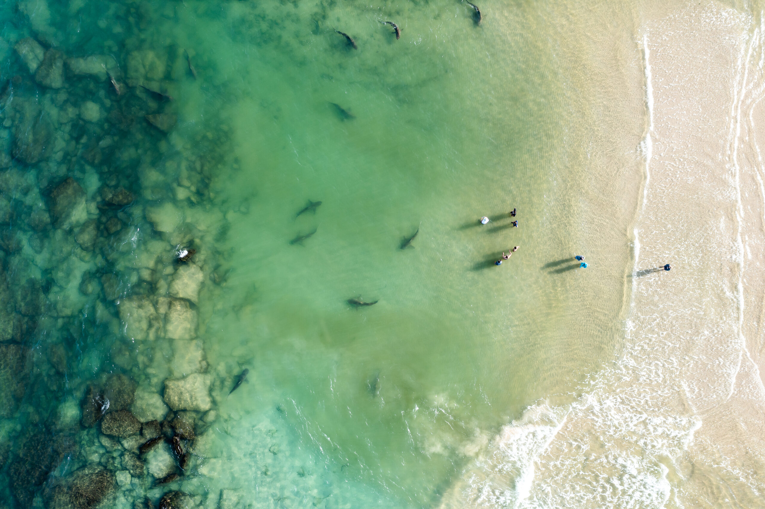 Drone,View,Of,Sharks,Near,The,Shore,Due,To,The