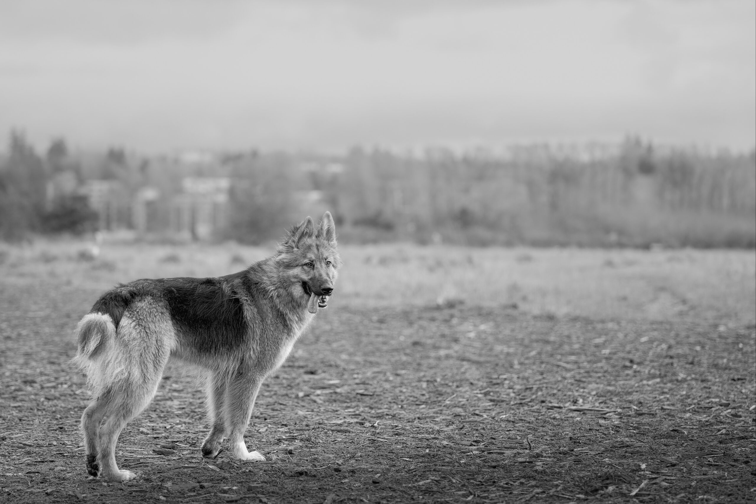 shutterstock_2596598079-modified