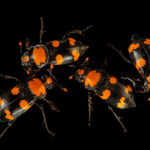 קברנית טומנת (Nicrophorus americanus)