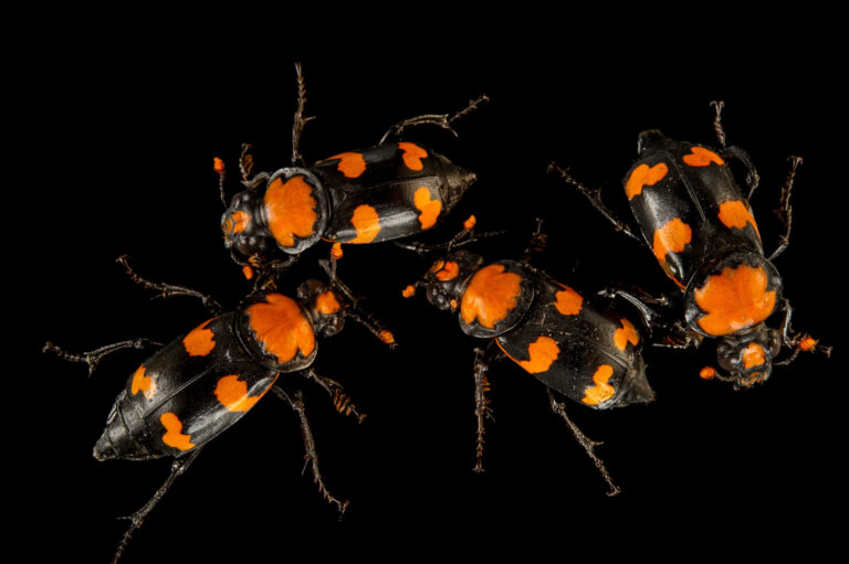 קברנית טומנת (Nicrophorus americanus)