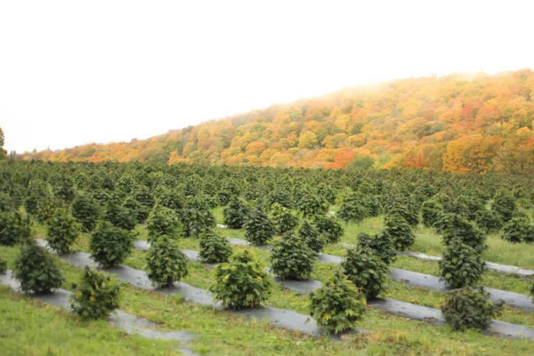 Cannabis,Plants,Growing,In,A,Field