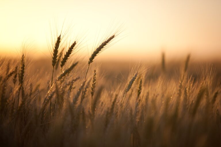 Stalks,Of,Wheat,In,A,Field,At,Golden,Hour,,Shallow