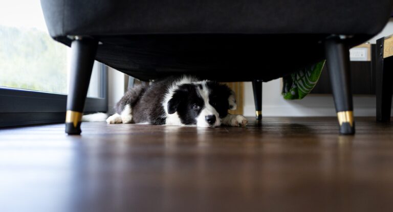 Adorable,Puppy,Dog,Hiding,Under,Sofa,At,Home