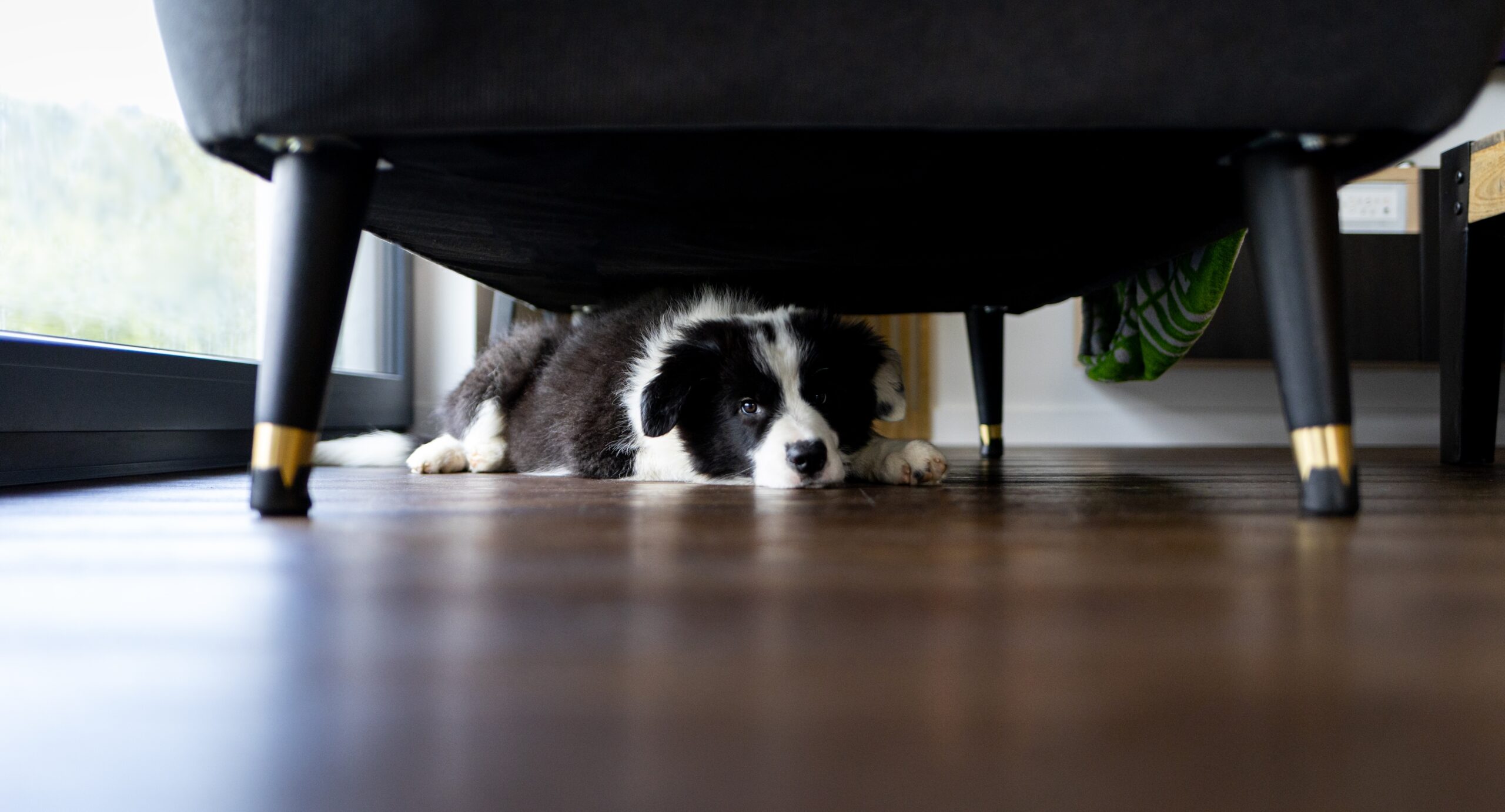 Adorable,Puppy,Dog,Hiding,Under,Sofa,At,Home