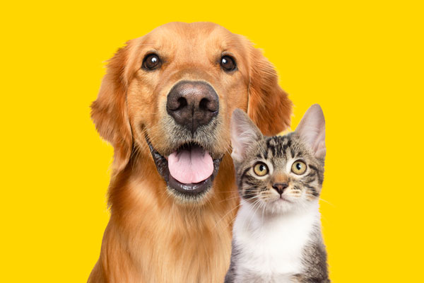 cat&dog