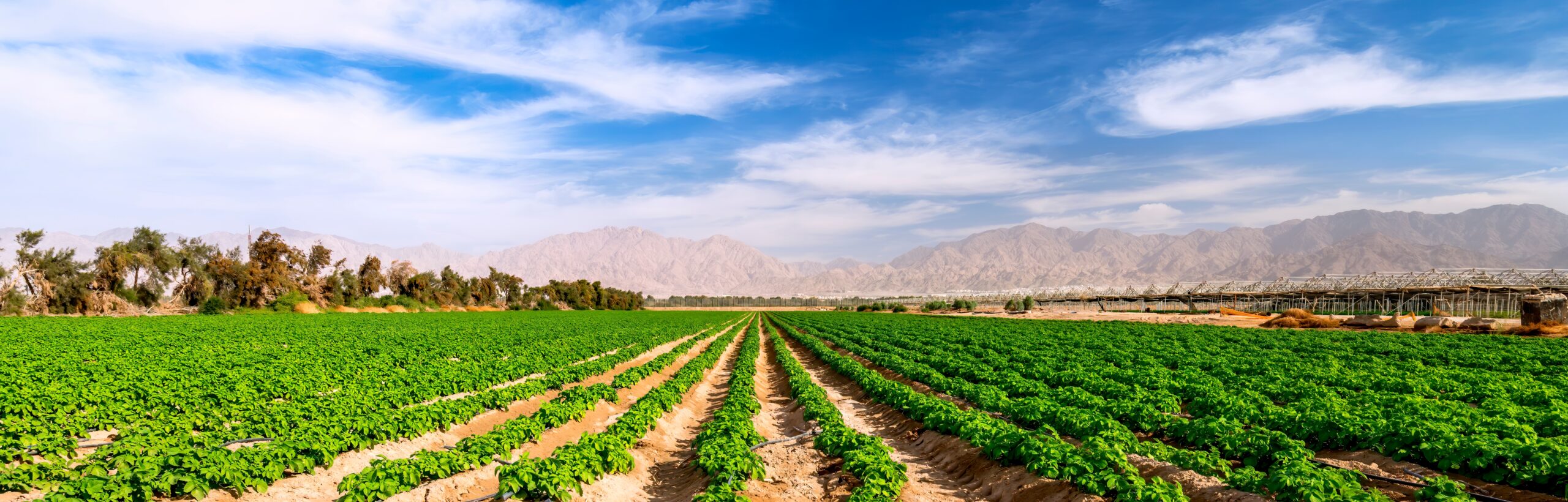 Panorama.,Field,With,Gmo,Free,Young,Potato,Plants,And,System