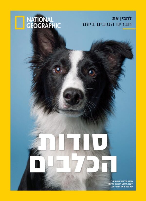 סודות הכלבים