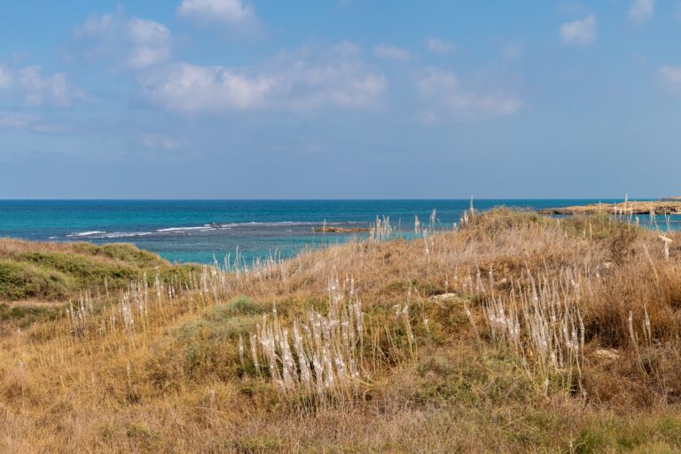Sea,Squill,,Drimia,Maritima,Growing,At,Dor,Beach,On,The