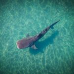 כריש לווייתני, הדג הגדול בעולם, נצפה בחופי ישראל, אירוע נדיר במיוחד בים התיכון.