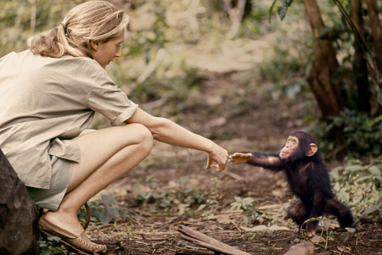 jane-goodall-baby-chimp