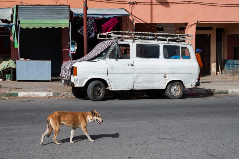 A,Dog,Walking,Down,The,Street,Of,A,Moroccan,Provincial