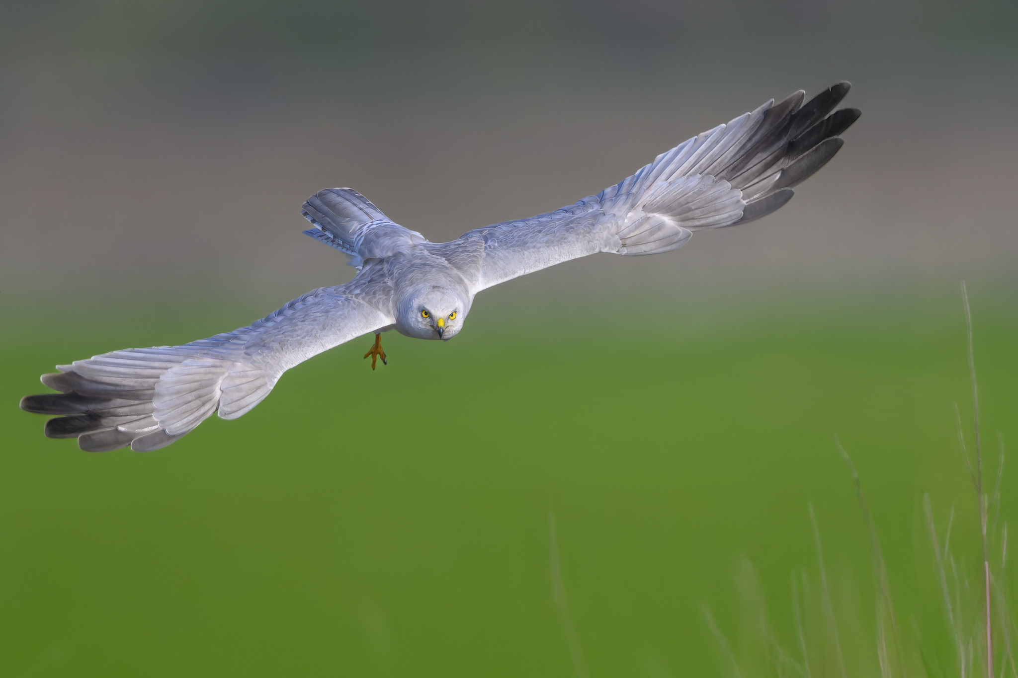 פבלו רודואף