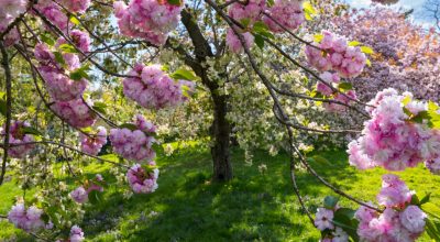 NationalGeographic_2343394
