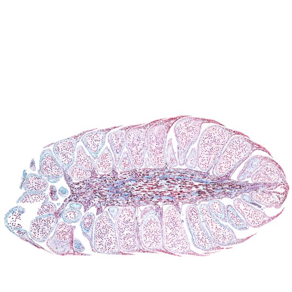 STOCKPKG_MJ8868_S074_Pinus-pan94-105