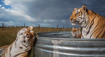 bathing-tigers