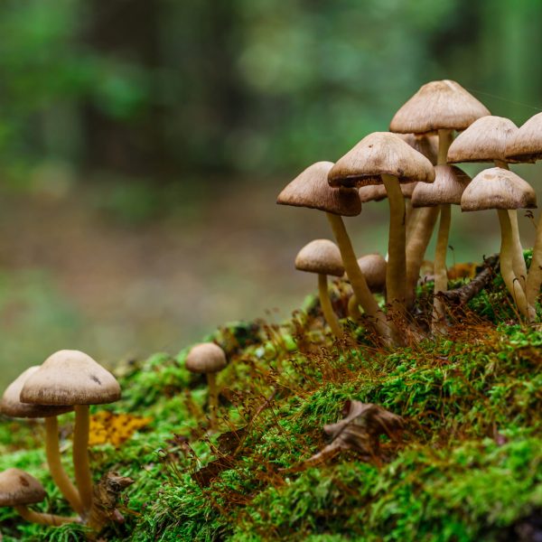 Mushrooms,False,Honey,Fungus,On,A,Stump,In,A,Beautiful