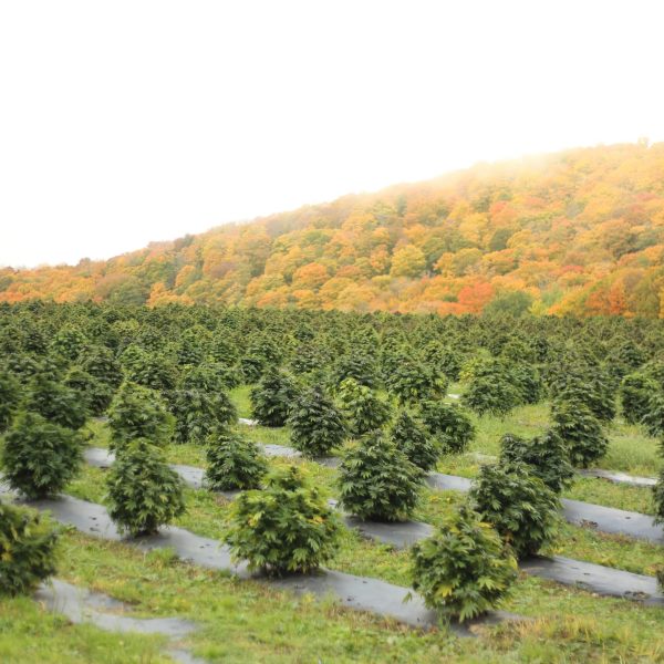 Cannabis,Plants,Growing,In,A,Field